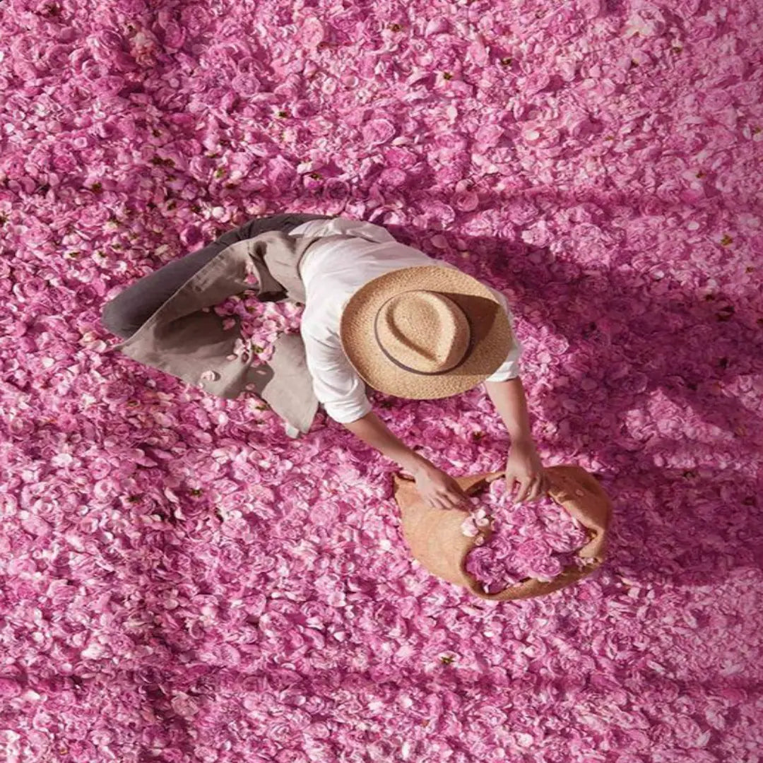 Close-up of freshly picked Rosa damascena petals from Kelaat M’Gouna, the Valley of the Roses in Ouarzazate, Morocco.