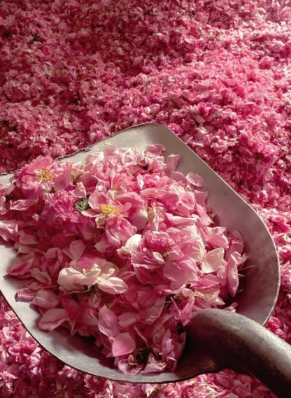 Collecting Rosa damascena petals for distillation in Kelaat M’Gouna (Valley of the Roses, Ouarzazate, Morocco).